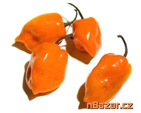Chilli Habanero Orange Balení obsahuje 10 semen