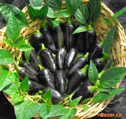 Chilli Black Hungarian Balení obsahuje 10 semen