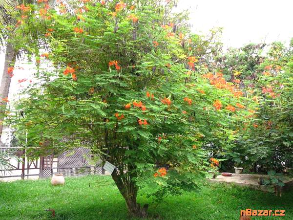 Caesalpinia Pulcherrima - sapan 