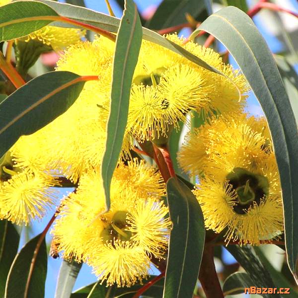 Eucalyptus stricklandii - Blahovičník 