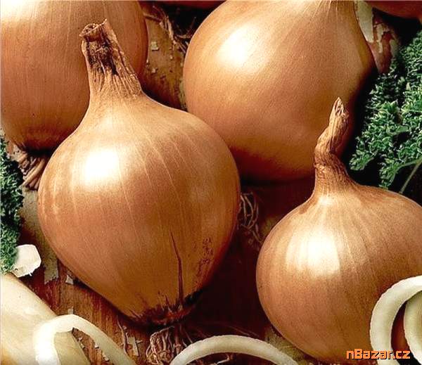 semena cibule Všetana