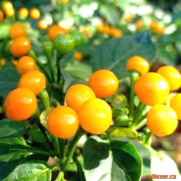semena chilli Aji Charapita
