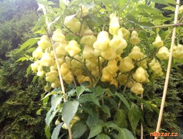 semena chilli Aji white fantasy - Bílá fantazie