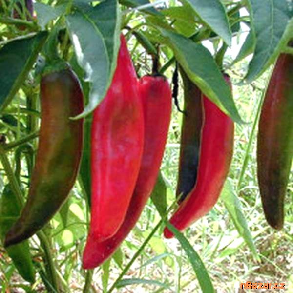 semena chilli Anaheim