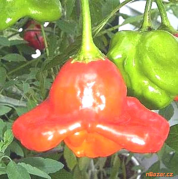 semena chilli Biquinho yellow