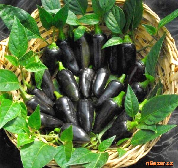 semena chilli Black Hungarian