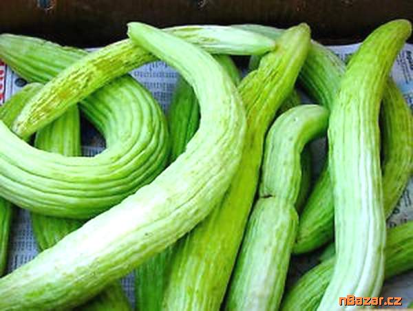 semena okurka Tortarello Verde Barese