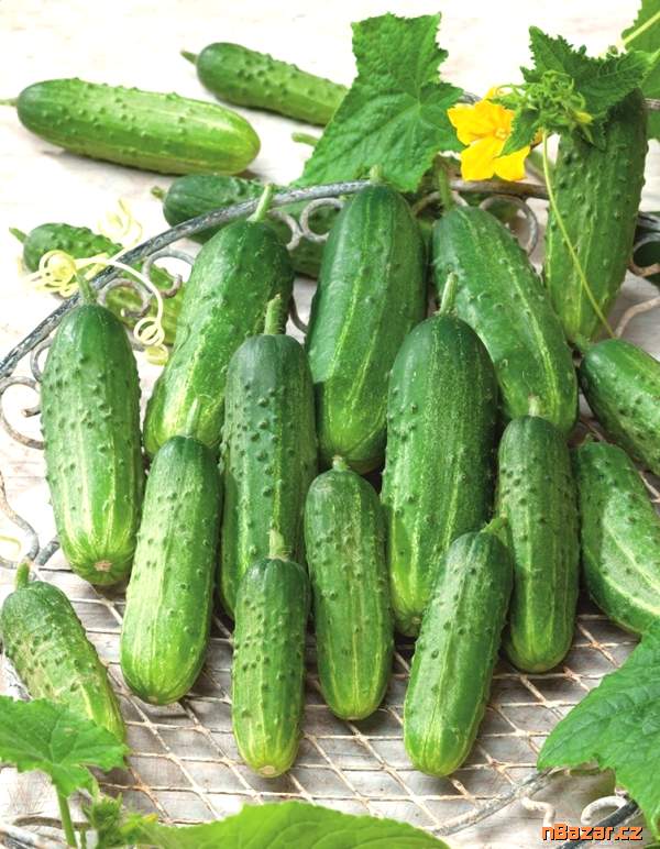 okurka nakládačka Sremianin F1 - semena okurka nakládačka Sremianin F1 - semena