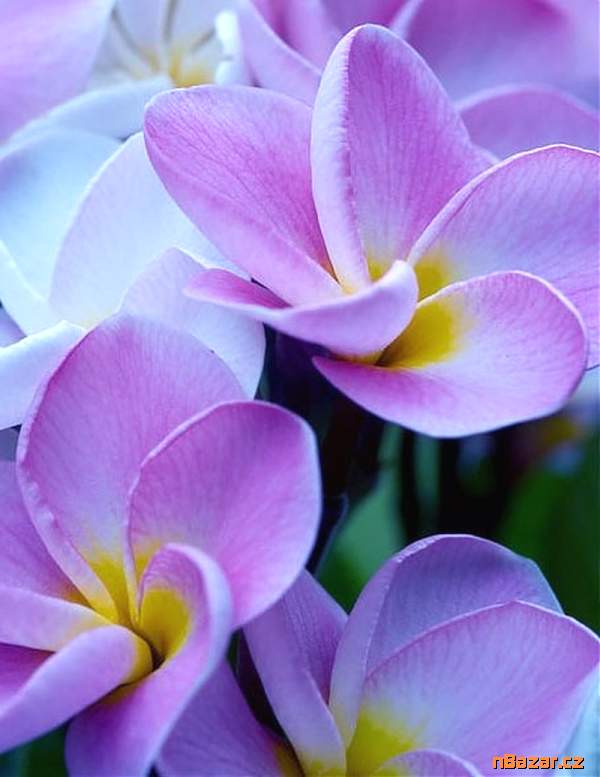 semena Plumeria Frangipani I Will Survive