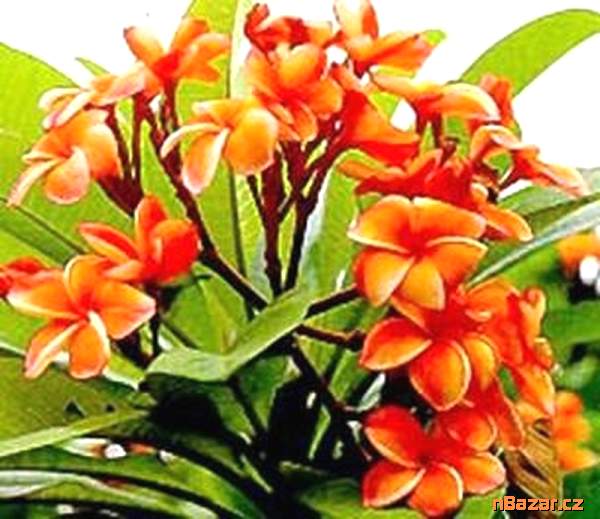 semena Plumeria Frangipani Coral Orange semena Plumeria Frangipani Coral Orange