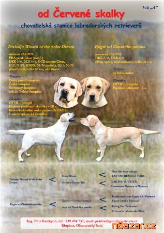 Labradorský retriever - žlutá štěňátka s PP