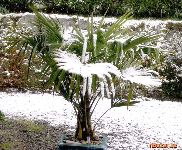 semena palma Trachycarpus fortunei