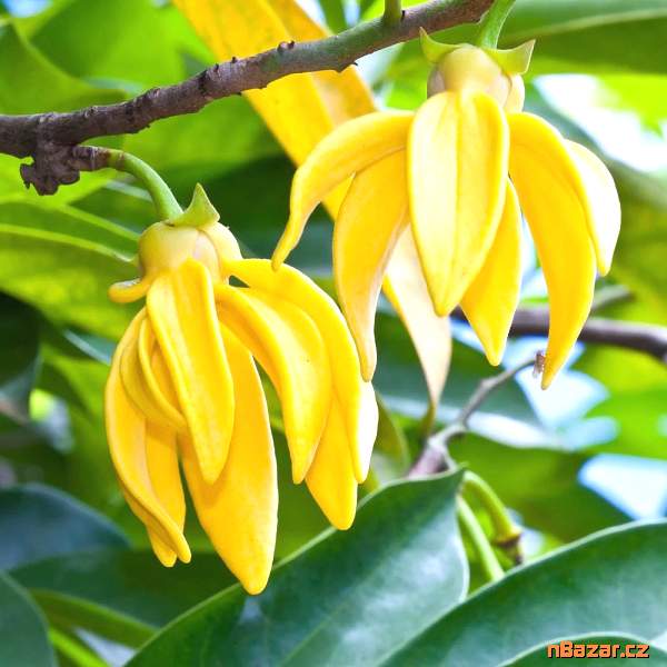 semena Ylang Ylang - Artabotrys hexapetalus