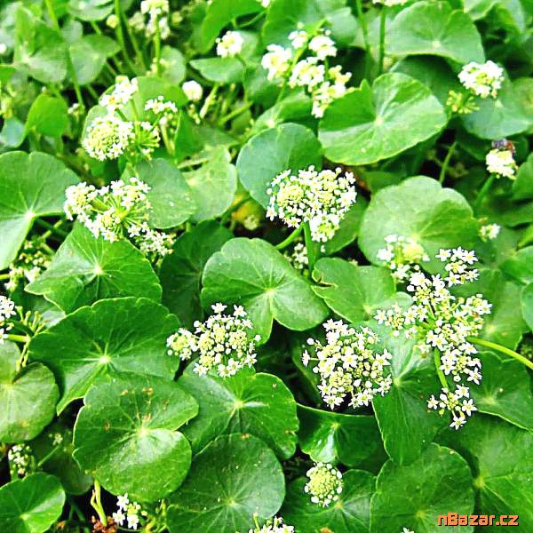 semena Centella asiatica - Pupečník asijský