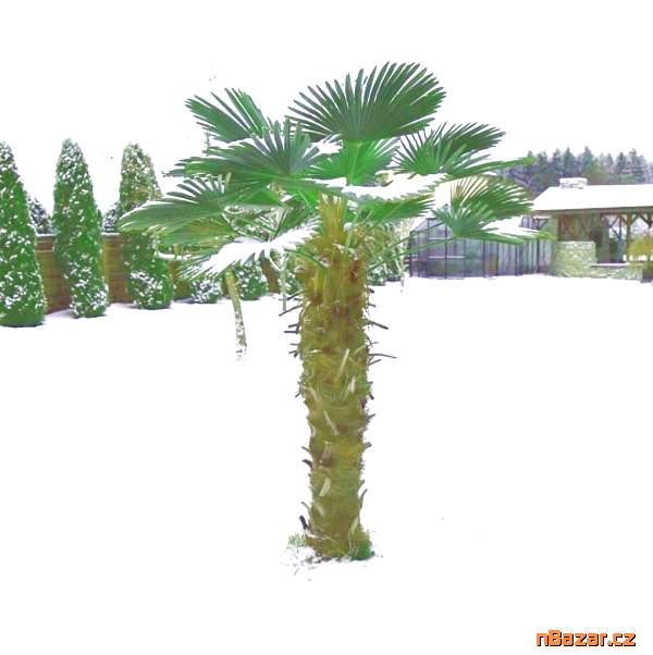semena palma Trachycarpus Wagnerianus