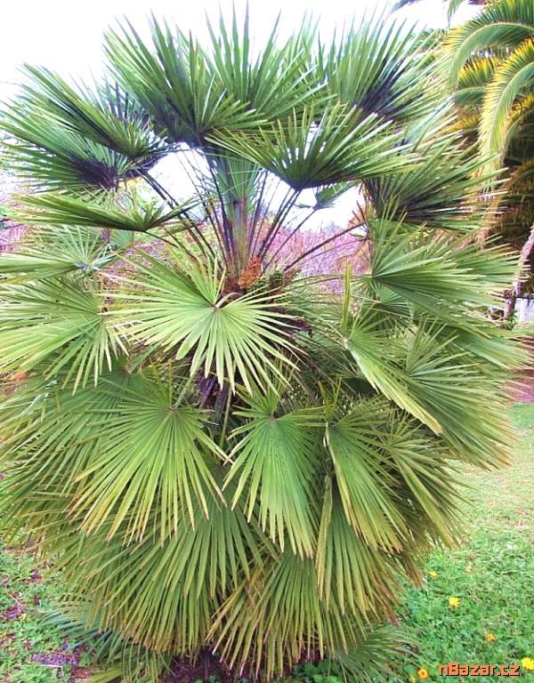 semena palma Phoenix humilis