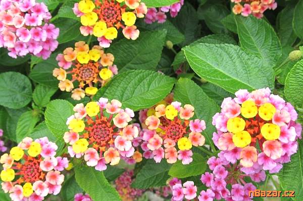 semena Lantana camara - Libora proměnlivá