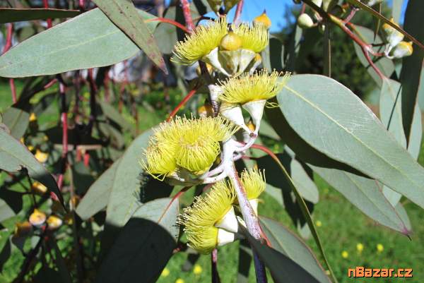 semena Eucalyptus citriodora