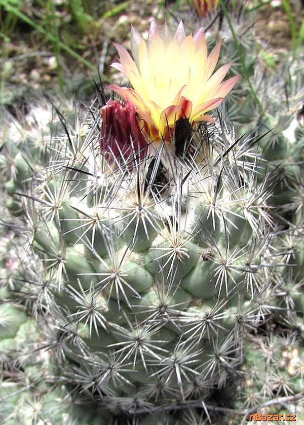 Kaktus Coryphantha durangensis Rodeo Nazas - seme