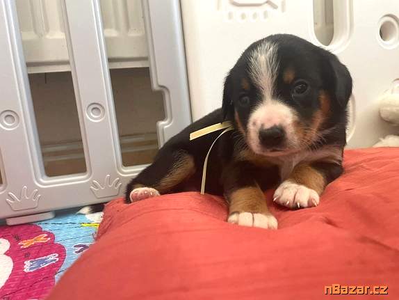 Entlebušsky salašnícky pes Entlebušsky salašnícky pes