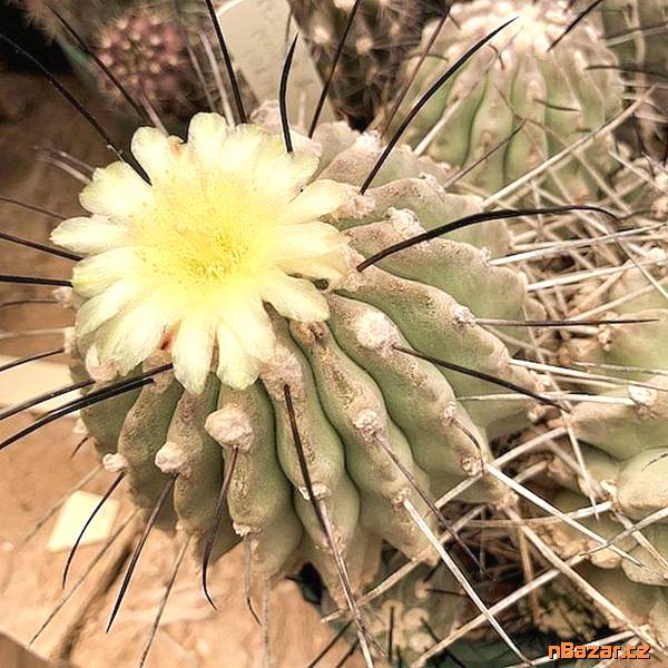 Kaktus Copiapoa dealbata (1 km za odb. na Canto d