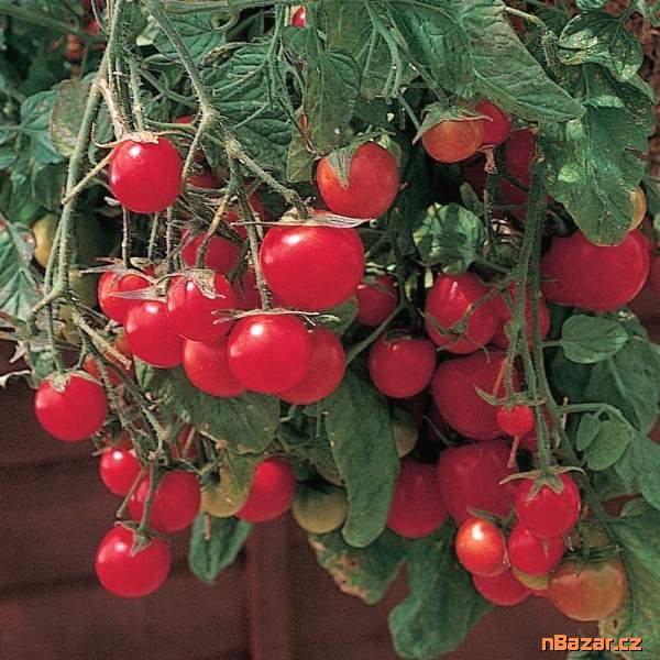 Rajče Gartenperle