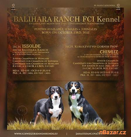 Entlebušský salašnícky pes Entlebušský salašnícky pes