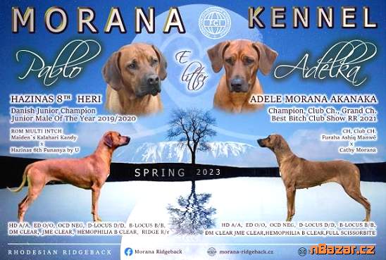 Zadáme štěňata RR s PP se zajímavým rodokmenem Zadáme štěňata RR s PP se zajímavým rodokmenem