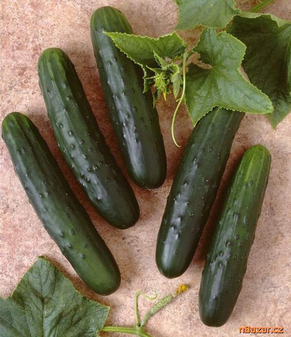 okurka Palomar