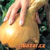 cibule Globo