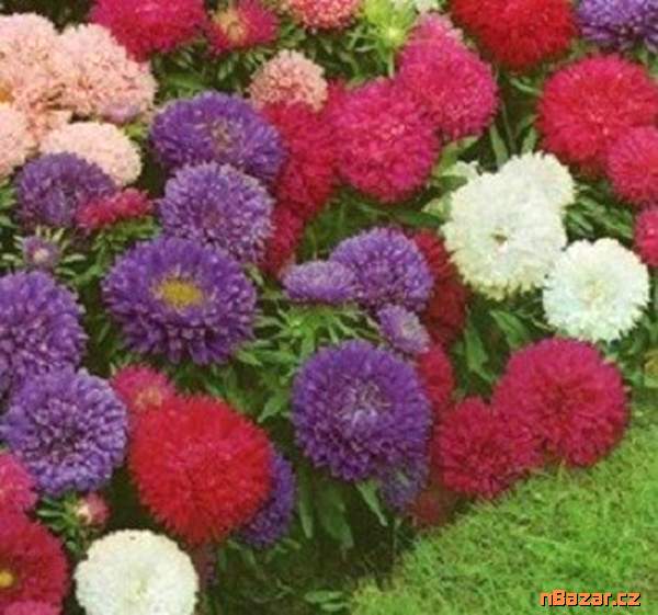 semenena Astra čínská Colour carpet