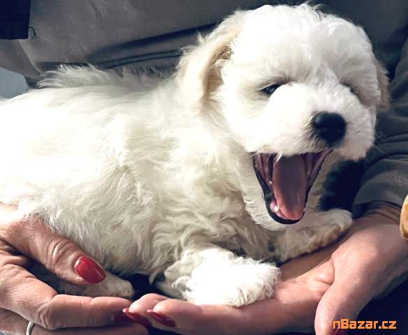 Bišonek s PP Bišonek s PP