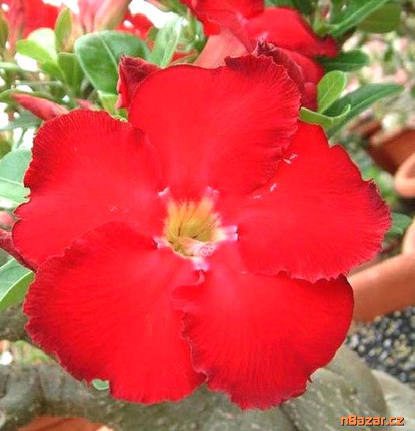 semena Adenium obesum red star Taiwan