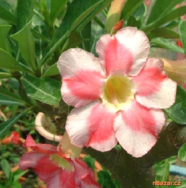 semena Adenium obesum beauty cloud