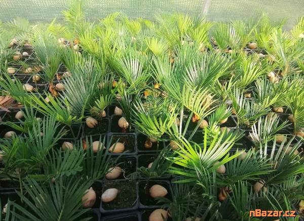 sazenice Cycas revoluta - Cykas japonský