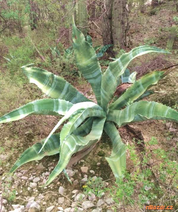 semena Agave marmorata