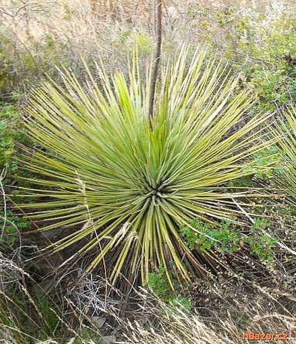semena Agave striata subsp. falcata