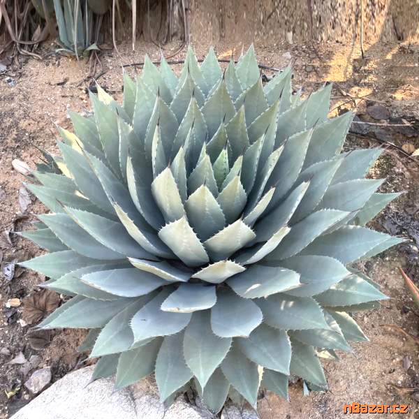 semena Agave parryi var. huachucensis