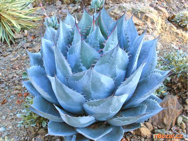 semena Agave parrasana