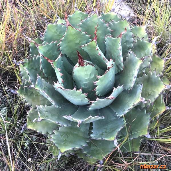 semena Agave nussaviorum