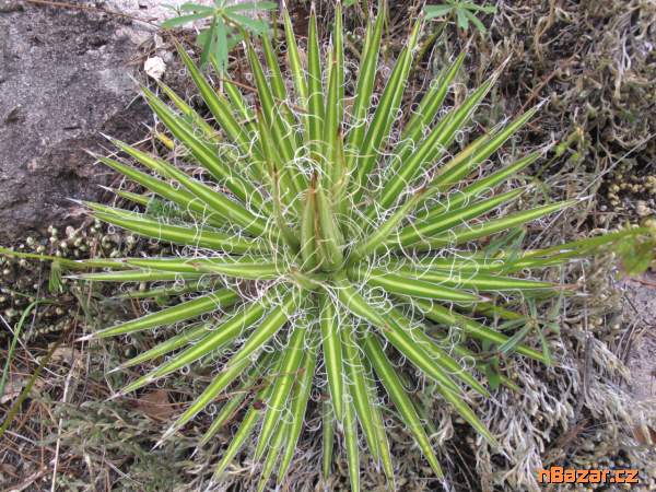semena Agave multifilifera