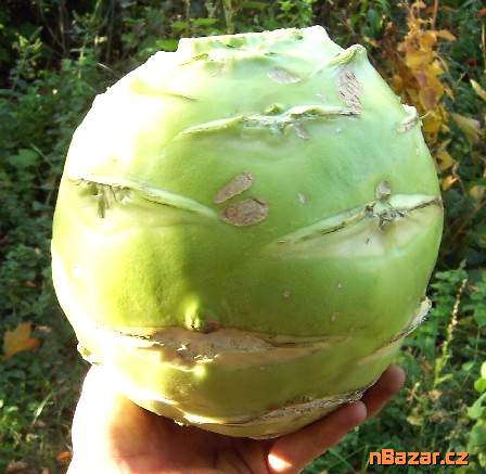 semena kedluben Gigant