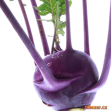 semena kedluben Violeta