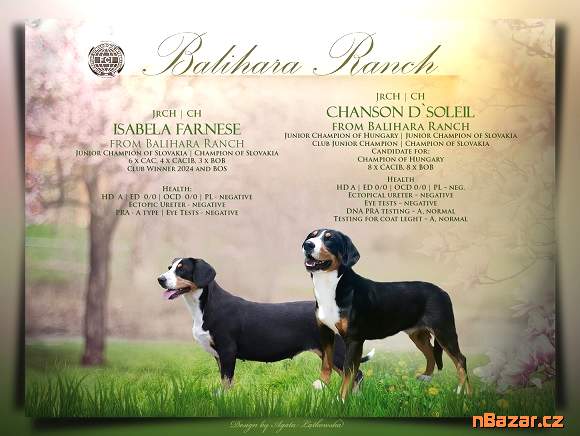 Entlebušský salačnícky pes Entlebušský salačnícky pes