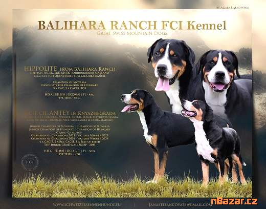 Veľký švajčiarsky salašnícky pes Veľký švajčiarsky salašnícky pes