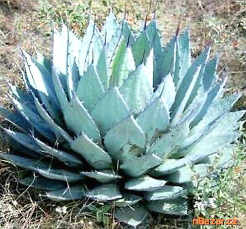  sazenice Agave applanata
