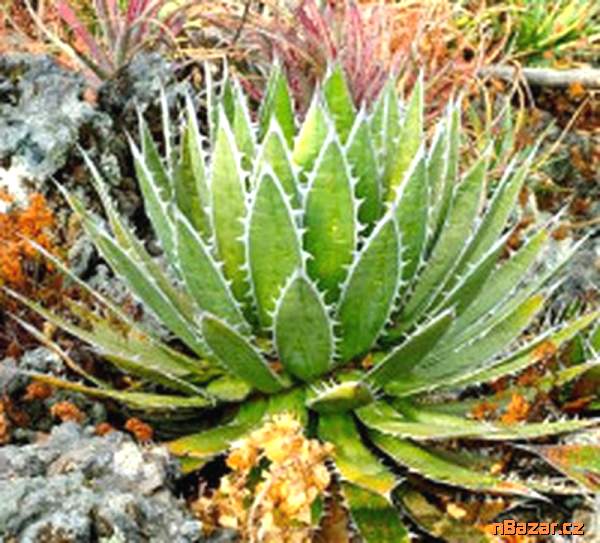 sazenice Agave garciae-mendozae