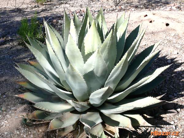 sazenice Agave Huachucensis