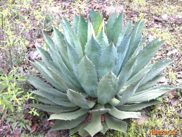 sazenice Agave maximiliana