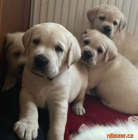 Labrador retriver s PP (smetanová)